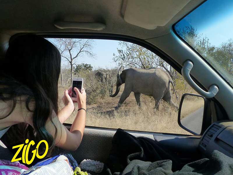 une jeune qui photographie un elephant par la fentre du vehicule