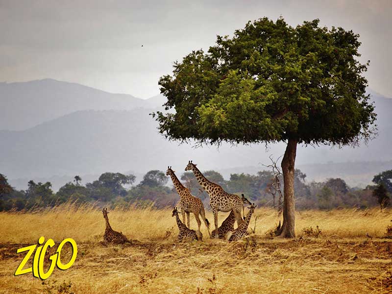 groupe de girafes sous un arbre