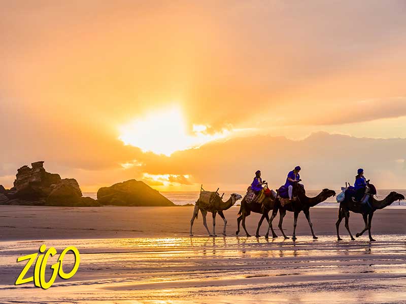 dromadaires marchant sur la plage pendant un couché de soleil